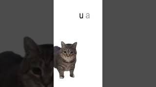 uiia cat sings FE!N | #fein #travisscott #cat #catmemes #memes #funny #lol #trend #haha