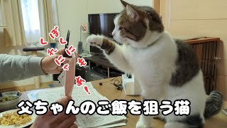 父ちゃんのご飯を狙う猫