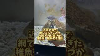 稚魚何に育つか成長記録 第8弾　433日目