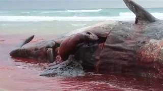 Sperm Whale Necropsy in South Africa *Exploding Stomach*