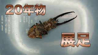 クワガタ標本　20年物の展足【クワガタムシ】Making the very old specimen