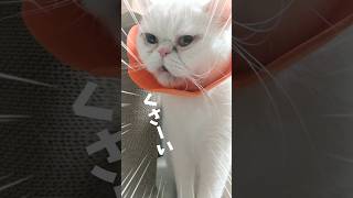 お尻に近づく猫#エキゾチックショートヘア #猫動画 #かわいい猫