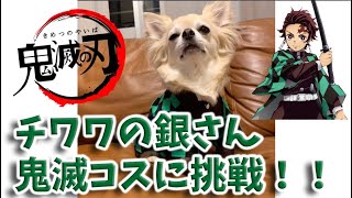 【コラボ】チワワの銀さん　鬼滅の刃コス！　おしゃべりペット