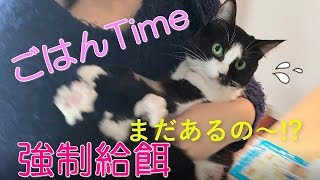 猫のごはん風景(強制給餌のやり方)