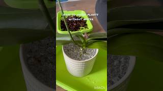 How to grow plants without water