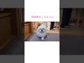 ペキニーズ 探検隊の きょろちゃん ❣️ ペキニーズ好きな人と繋がりたい pekingese 白ペキ dog ペット 犬 かわいい 鼻ぺちゃ ホテル 部屋紹介