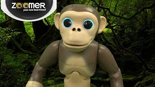 Zoomer Chimp from Spin Master