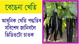 বেঙেনা খেতি | Bengena Kheti in Assamese | Brinjal Farming in Assamese