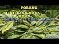 PORANG MENJELANG DORMAN // BIJI KATAK MELIMPAH // TANPA NAUNGAN // MDPL 45 METER //