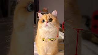 🐱猫咪颜值预测：5个特征让你养出美猫！#养猫经验分享 #貓咪 #新手养猫 #cat #养猫攻略 #养猫攻略 #养猫知识 #萌寵