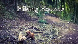 Hiking Hounds