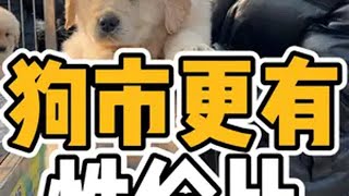 萌宠 狗市 狗狗 整个猛犬高加索，今天狗品相都不错