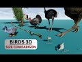 Bird Size Comparison 3D Animation 🐦🦅🐓🕊🦅🦆🦉🐔🦢🐥🐣🐤🐦🦩🦜🦚🐧🐔