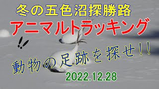 20221228冬の五色沼自然探勝路～アニマルトラッキング