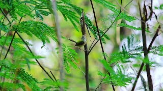 Common tailor bird - [ FHD ] Wildlife