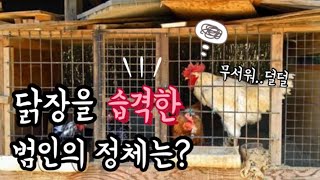 청계닭병아리/오골계병아리/토종닭병아리/닭장을 습격한 범인의 정체는? /병아리분양/병아리판매[계룡동물농장]