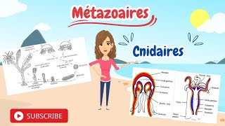 Zoologie : Cnidaires  (Classification et Cycle de Vie)