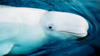 The Amazing World of the Beluga Whale: Adaptations, Behavior, and Conservation