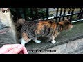 jealous calico cat just want me to love her