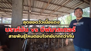 บราห์มัน vs บรฟมาสเตอร์ สายพันธุ์ไหนตอบโจทย์ #เลี้ยงวัว #วัว #วัวเนื้อ