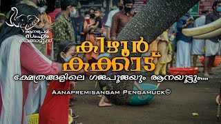 കിഴൂർ,കക്കാട് ക്ഷേത്രങ്ങളിലെ ഗജപൂജയും ആനയൂട്ടും | kizhur | kakkadu | aanayoottu