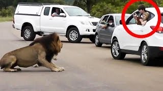 Lion Shows Tourists Why You Must Stay Inside Your Car - Latest Wildlife Sightings