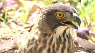 20170508體育公園母鳳頭蒼鷹落地趴