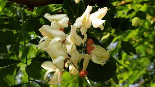 FilipinaKoreana makes Acacia Pancake from Acacia flowers