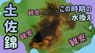 土佐錦🐟️この時期の水換え