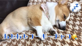 【癒し犬】寝落ち寸前のむにゃむにゃしているコーギー【寝顔】