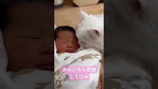 生まれて初めてみた赤ちゃんに興味津々な白猫はこうなりました