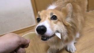 angry face Roku 威嚇するロクさん 20210116 rawhide gum 牛皮ガム dog corgi コーギー