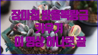 장마철 그리고 여름 다육이 방울복랑금 이영상 하나로 정리하세요(succulent, たにくしょくぶつ)