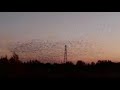 a mesmerising starling murmuration