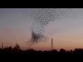 a mesmerising starling murmuration