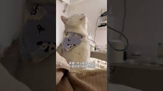 谁懂！早上一睁眼就听见小猫喊妈妈🥺   #萌宠出道计划 #粘人的猫 #治愈猫咪 #小猫喊妈妈 #小猫喊起床 #萌宠出道计划 #热门