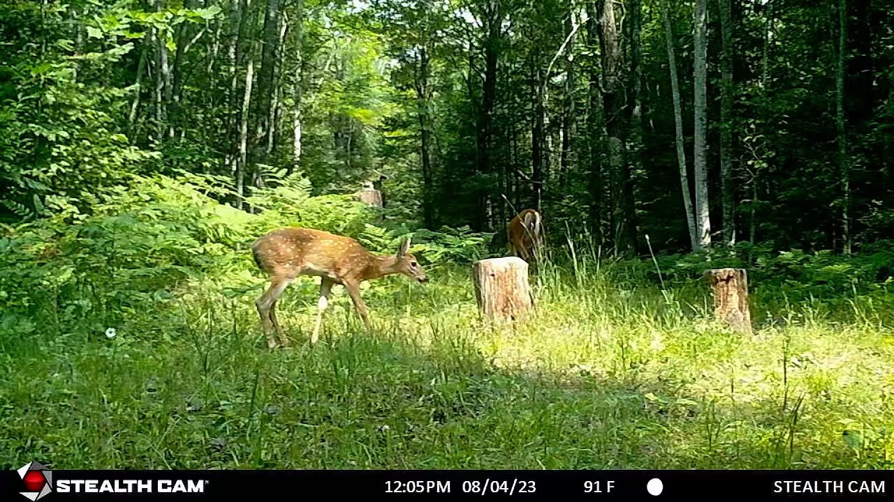 Trail Cam - Bear, Turkeys, Raccoon, Deer, Bobcat, Coyote - YouTube