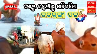 ରାଷ୍ଟ୍ରୀୟ ବଜରଙ୍ଗ ଦଳର ସର୍ଜିକାଲ ଷ୍ଟ୍ରାଇକ ଗୋରୁ ମାଫିଆକୁ ଧରି ଥାନାରେ ଦେଲେ ଜିମା #breakingnews #rajnagar