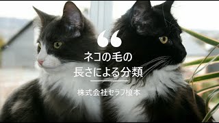 【ネコの毛の長さによる分類】キャットステップ　キャットウォーク　ナチュラル　猫　ネコ　ステップ　壁　猫と住むマンション　猫と住む家　ペット　ペットリフォーム