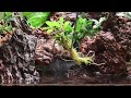 how to make waterfall in aquaterrarium amazing bucephalandra tank 4k cinematic