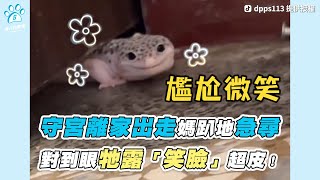 【守宮離家出走媽趴地急尋 對到眼牠露「笑臉」超皮！】｜TikTok / dpps113｜IG / h24_lizard