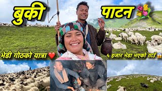 Buki Patan😱💐॥5 हजार भेडाको बथान॥बुकीको ३६० Degree View Dekhine Thau😱रमाईलो यात्रा@kapidvlogs8287