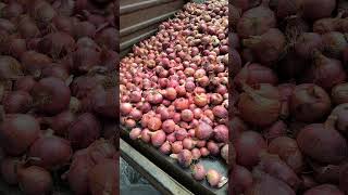 today onion rate shirasgaon, kopargaon #onionratetoday #onions