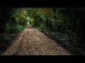 Forest Walk | Footsteps Sound Effects | ASMR Crunchy Walk | Stress Relief |