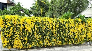 Cat's Claw Creeper (เหลืองชัชวาลย์)