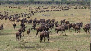 Serengeti Wildebeest walking