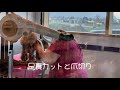 【看板猫からの猫パンチ！】 emmaとスイスの仲間達！フレンドリーなemmaも猫達とは距離感縮められない⁉️ トイプードル生活 宇野昌磨 宇野樹 uno1ワンチャンネル アスリートと愛犬