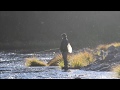 Lost Coast Outfitters Presents : Fly Fishing The Klamath River