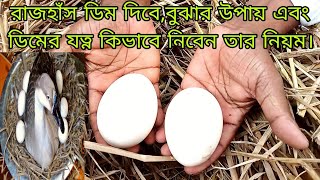 রাজ হাঁস ডিম দিবে, বুঝার উপায় এবং ডিমের যত্ন কিভাবে নিবেন তার নিয়ম Raj hasher dim dibe swans egg