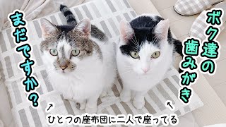 Sibling cats are too cute waiting in line for their morning teeth brushing [care routine].